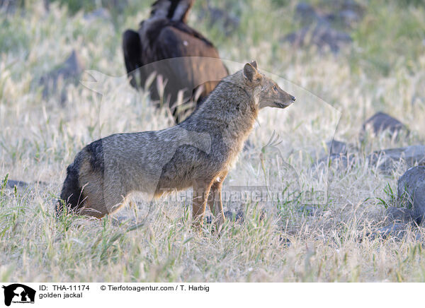 Goldschakal / golden jackal / THA-11174