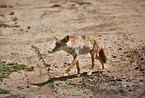 Asiatic jackal