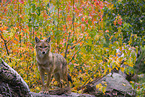 golden jackal