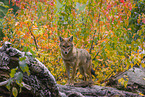 golden jackal