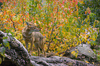 golden jackal