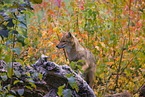 golden jackal