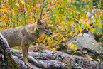 golden jackal