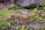 golden jackal