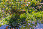 golden jackal
