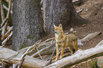 golden jackal