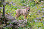 Golden Jackal