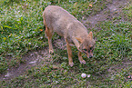 Golden Jackal