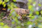 Golden Jackal