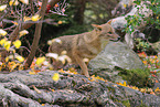 Golden Jackal