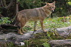 Golden Jackal