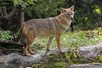 Golden Jackal