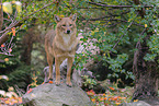 Golden Jackal