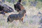 golden jackal
