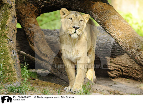Asiatic lion / DMS-07017