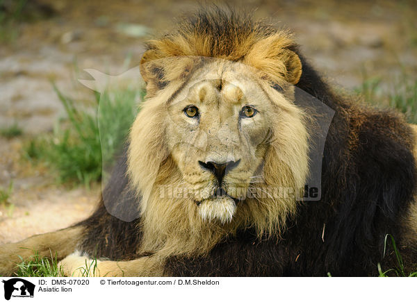 Asiatic lion / DMS-07020