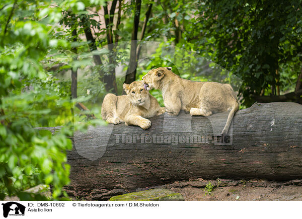 Asiatic lion / DMS-10692