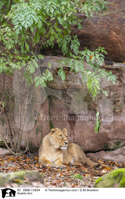 Asiatic lion / DMS-13894