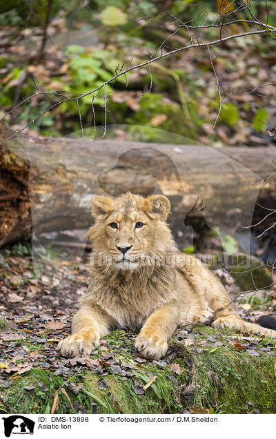 Asiatischer Lwe / Asiatic lion / DMS-13898