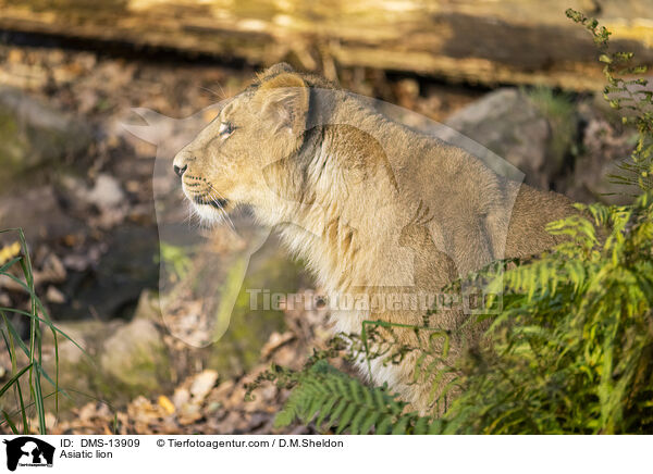 Asiatischer Lwe / Asiatic lion / DMS-13909