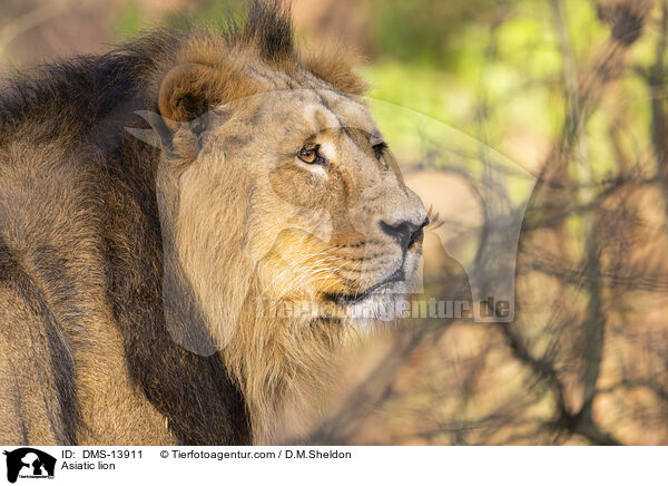 Asiatischer Lwe / Asiatic lion / DMS-13911