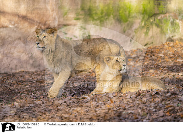 Asiatischer Lwe / Asiatic lion / DMS-13925