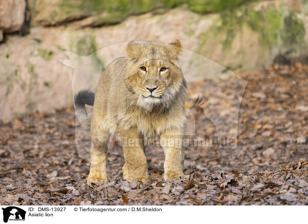 Asiatischer Lwe / Asiatic lion / DMS-13927
