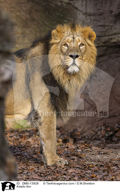 Asiatischer Lwe / Asiatic lion / DMS-13928
