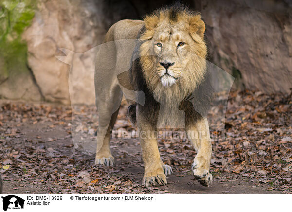 Asiatischer Lwe / Asiatic lion / DMS-13929