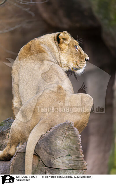 Asiatischer Lwe / Asiatic lion / DMS-13934