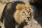 Asiatic lion