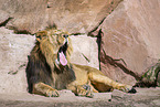 Asiatic lion
