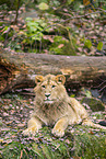 Asiatic lion
