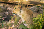 Asiatic lion
