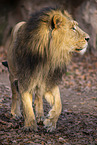 Asiatic lion