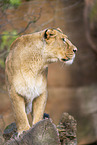 Asiatic lion