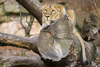 Asiatic lion
