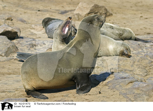 Sdafrikanischer Seebr / brown fur seal / HJ-01473