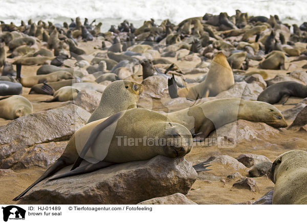 brown fur seal / HJ-01489