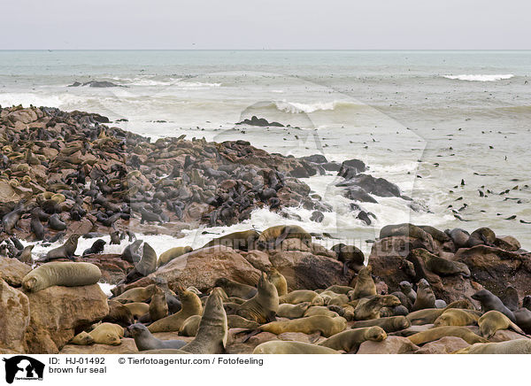 Sdafrikanischer Seebr / brown fur seal / HJ-01492