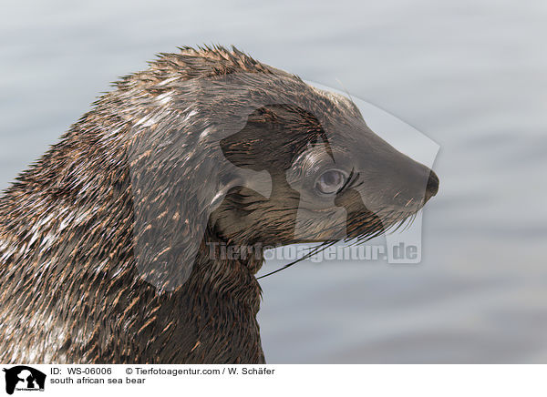 south african sea bear / WS-06006