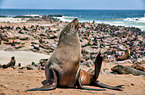 Australian fur seals