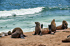 Australian fur seals