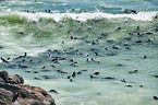 Australian fur seals