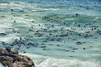Australian fur seals