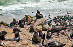 Australian fur seals