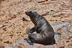 Australian fur seal