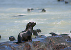 Australian Fur Seals