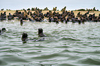 Australian Fur Seals