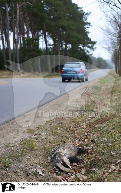Dachs / badger / AVD-04649